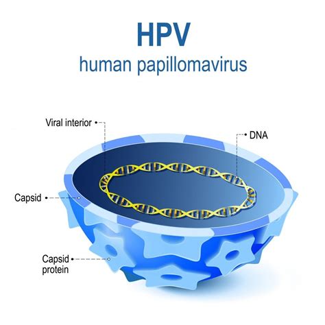 hpv dna virus